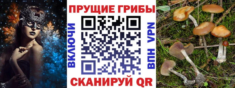 сколько стоит KRAKEN зеркало Псилоцибиновые грибы Cubensis Лаишево
